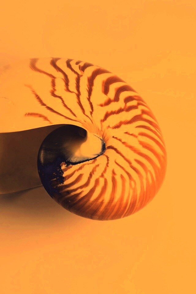 Ракушка в полоску обои