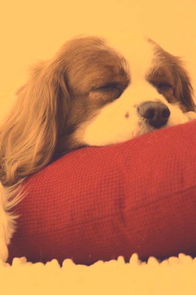 Спящий щенок на красной подушке обои