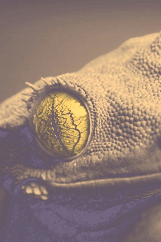 Ящерка обои