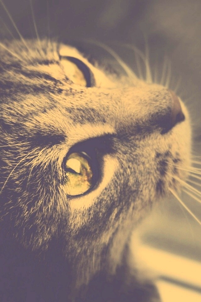 Кот с желтыми глазами обои