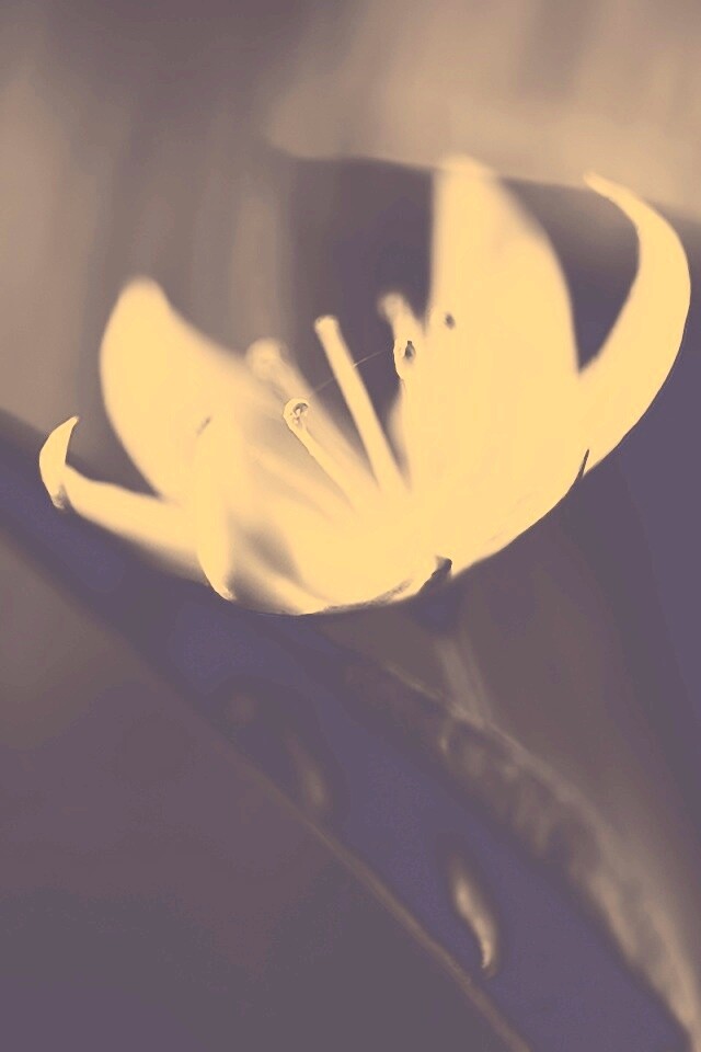 Белый цветок обои