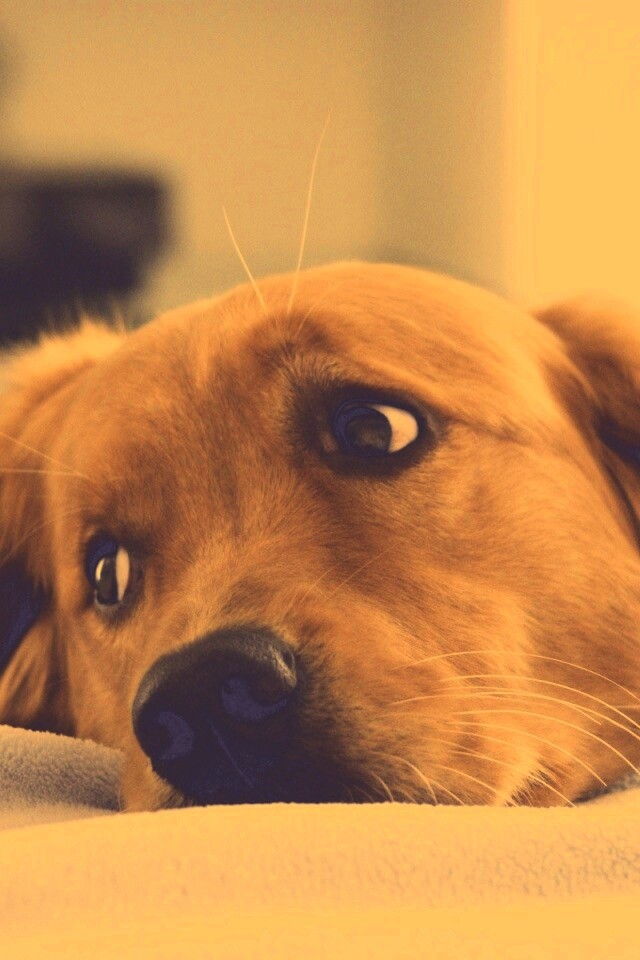 Лабрадор-ретривер обои