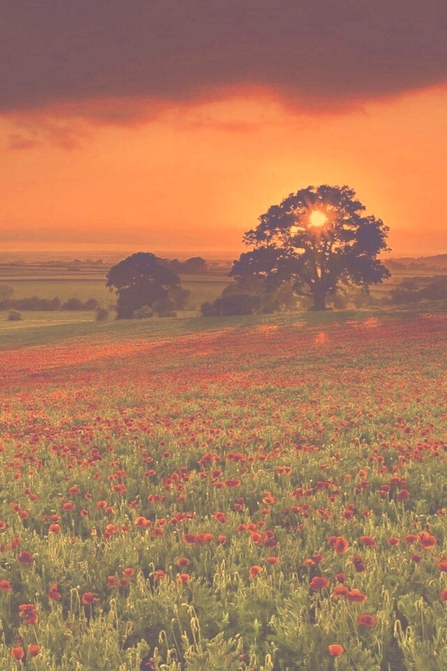 Закат на поле красных цветов обои