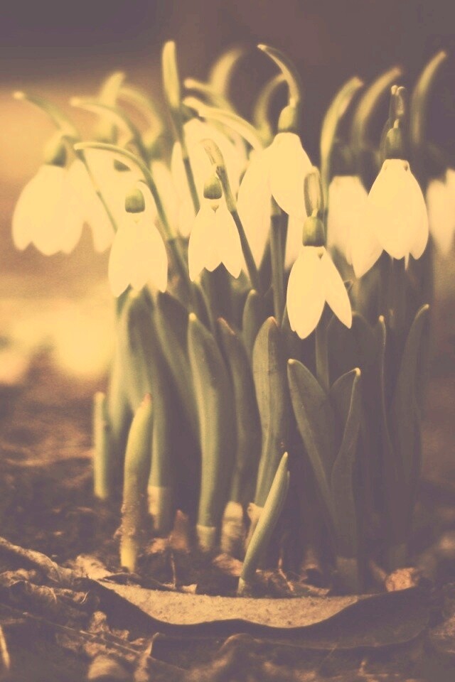 Подснежники - весенние цветы обои