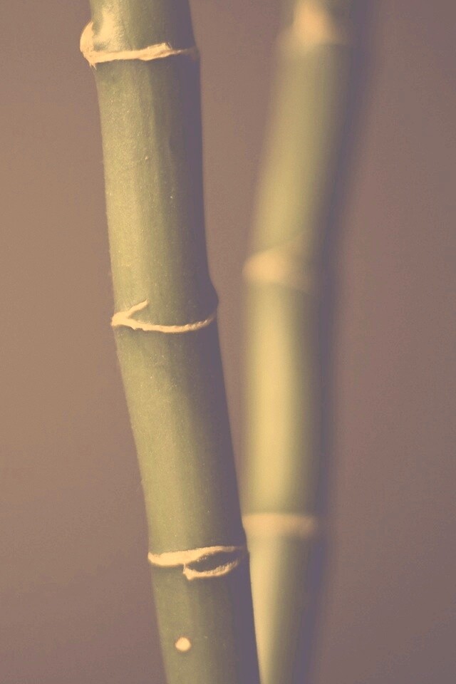 Макро фото стебля бамбука обои