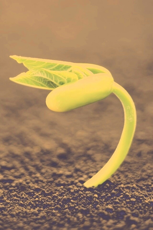 Макро фото зелёного росточка обои