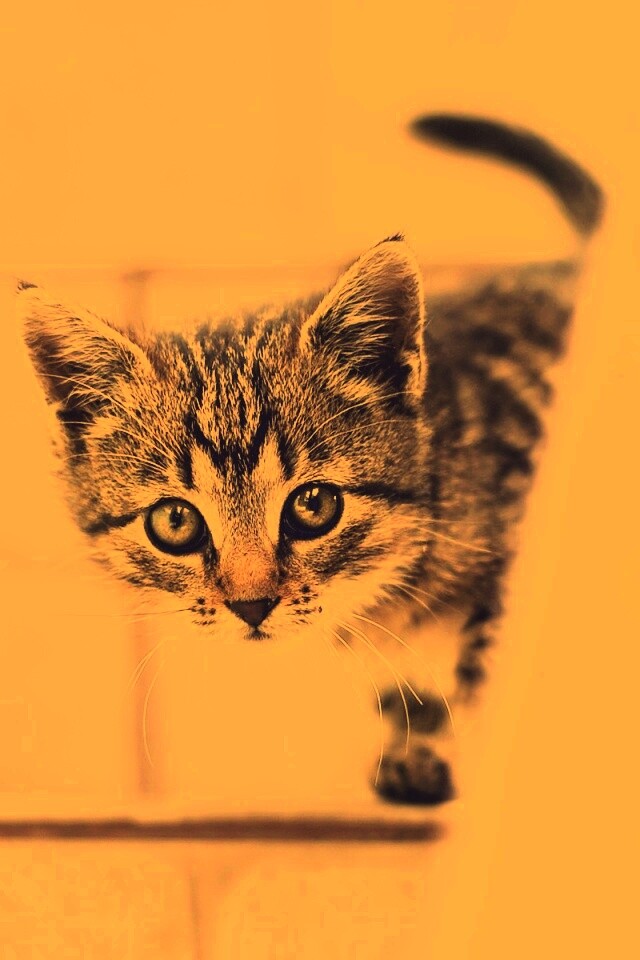 Коётнок выглядвает обои