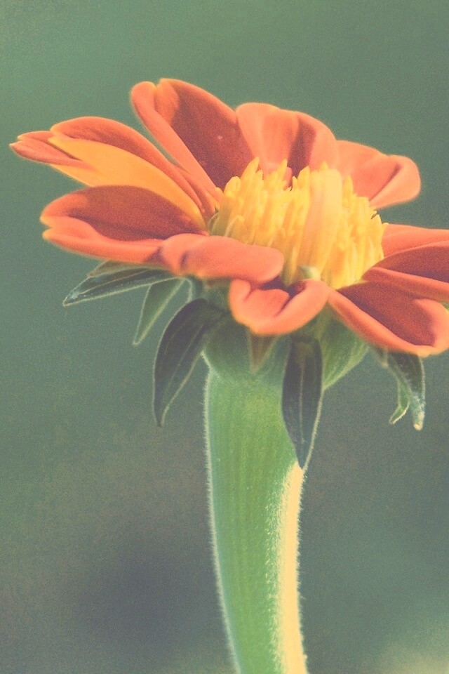 Красивый красный цветок обои