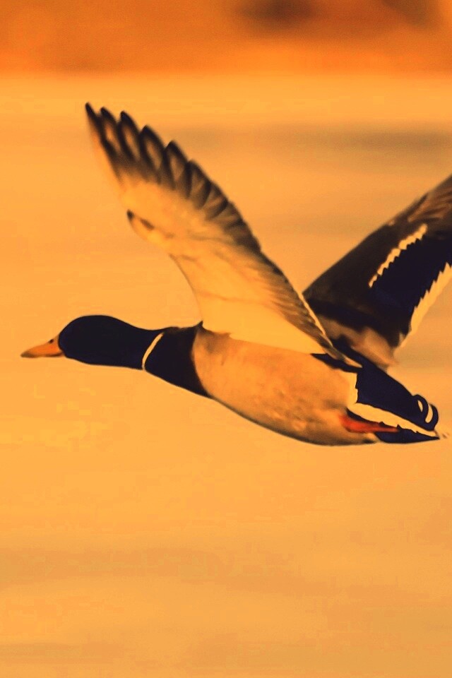 Полёт утки обои