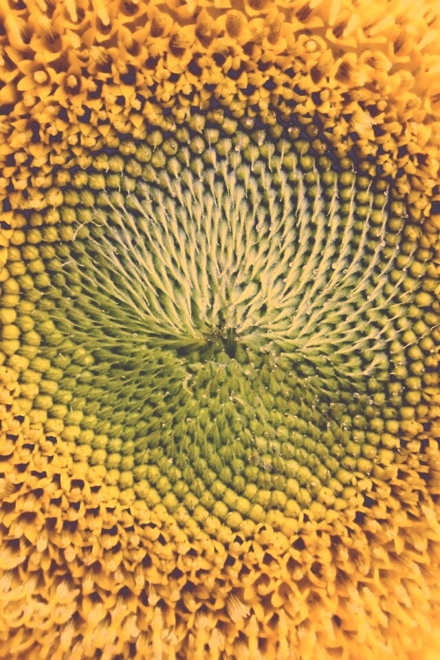 Недозревший подсолнух обои