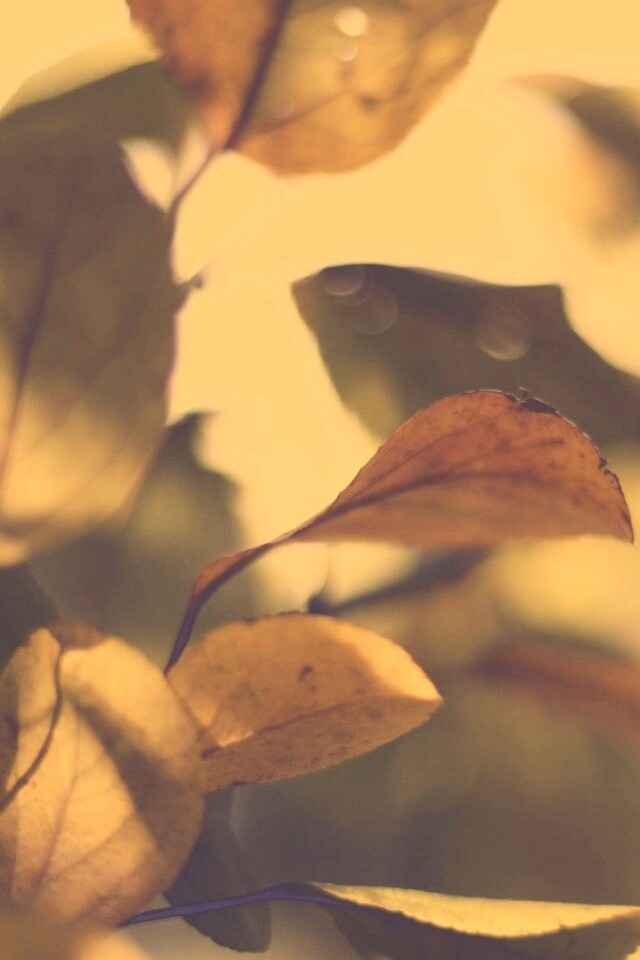 Увядающие листья обои