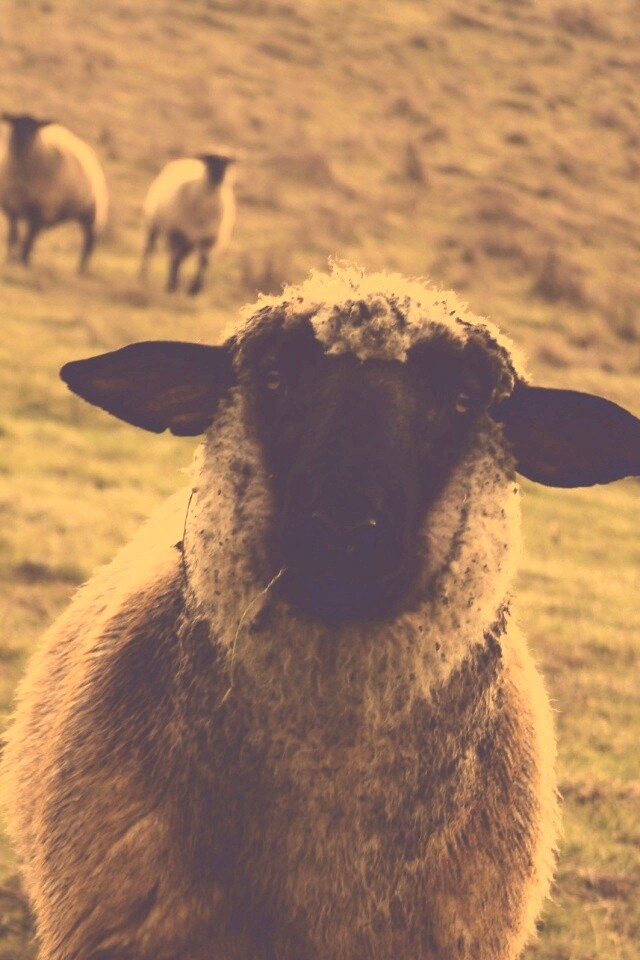 Овцы на пастбище обои