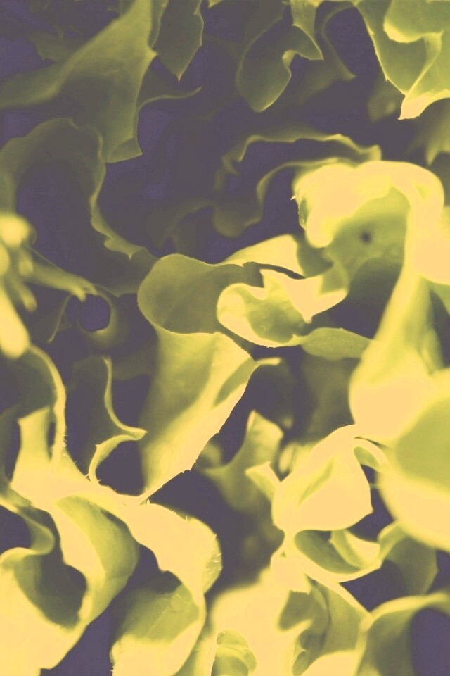 Зеленая листва обои