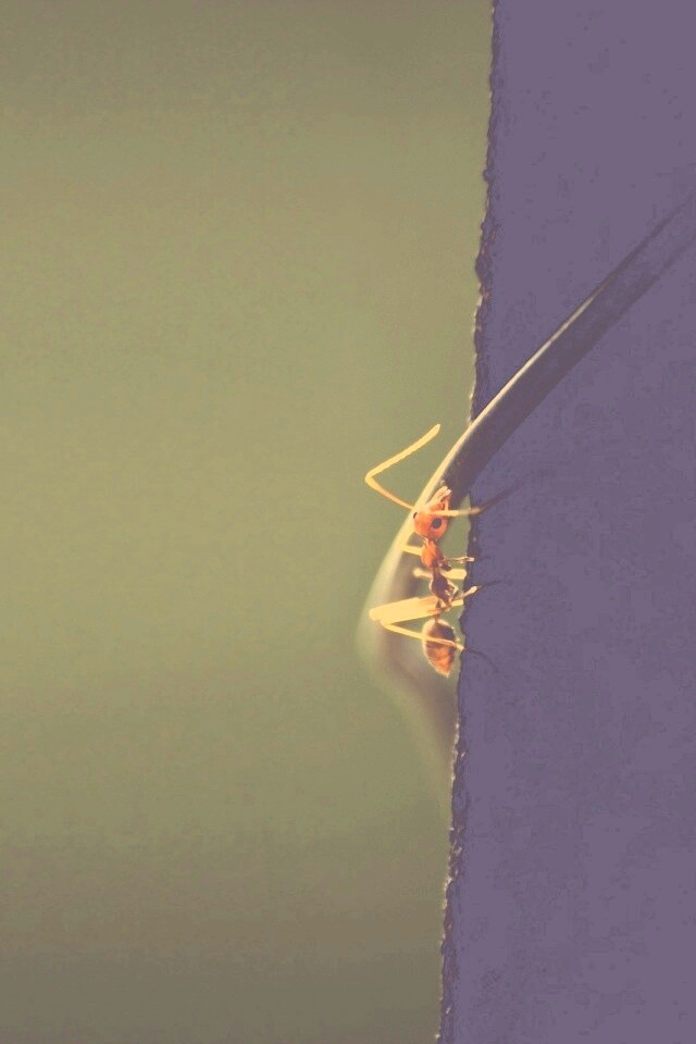 Муравей-пожарник обои