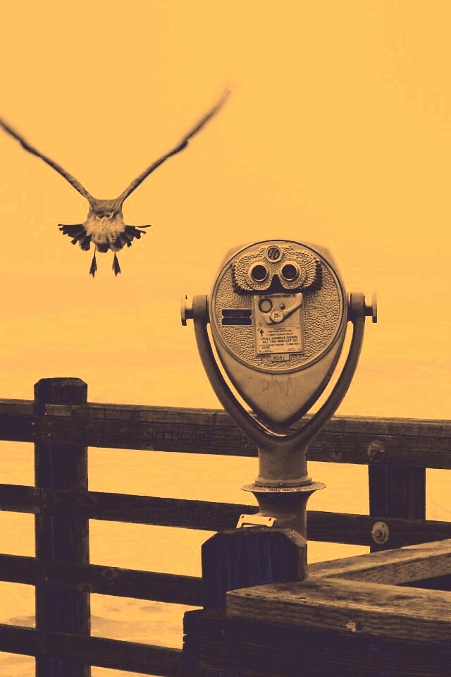 Чайки на перилах пирса обои