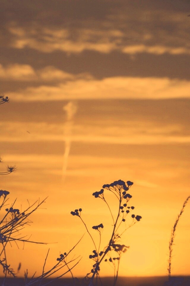 Степной закат обои