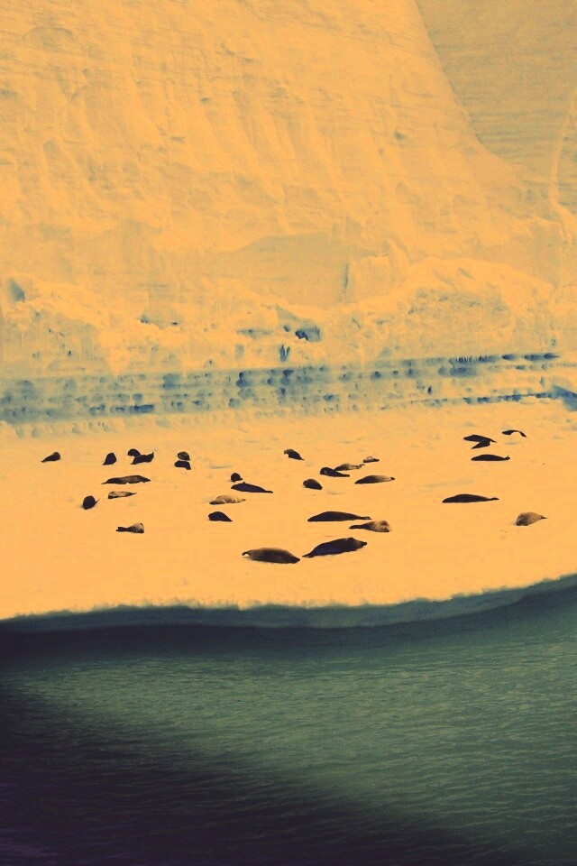 Лежбище тюленей обои