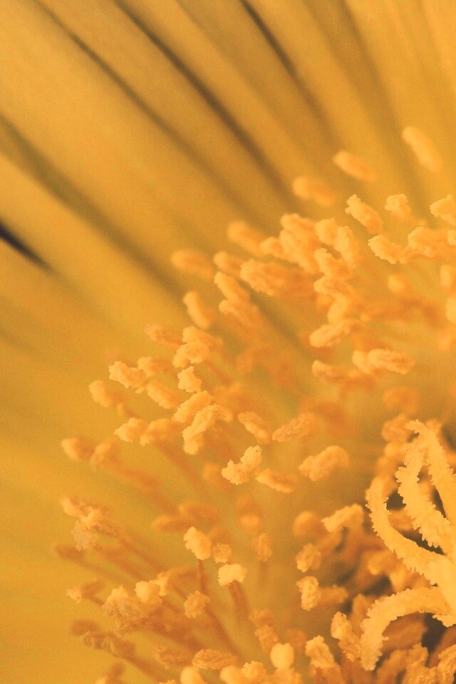 Желтый цветок обои