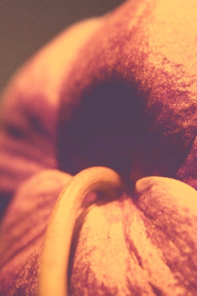 Розовый стебель обои