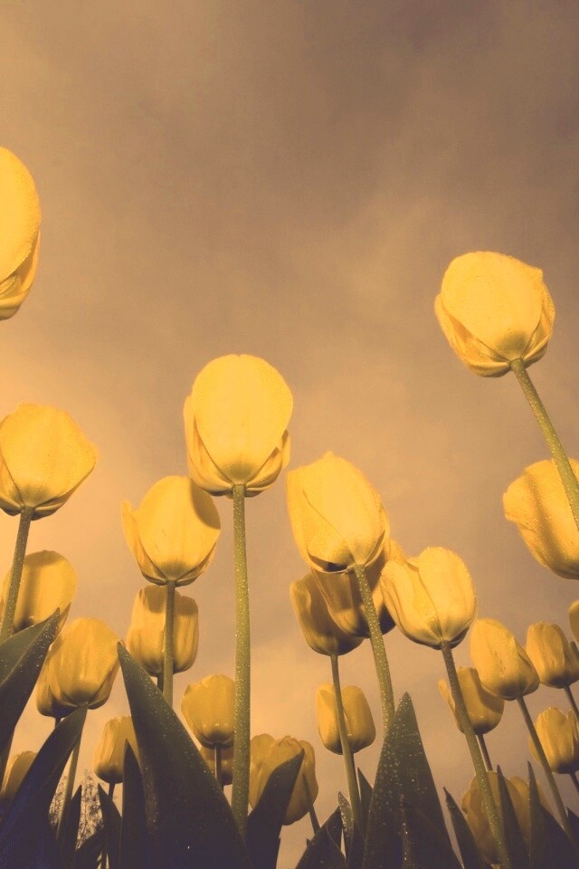 Жёлтые тюльпаны обои