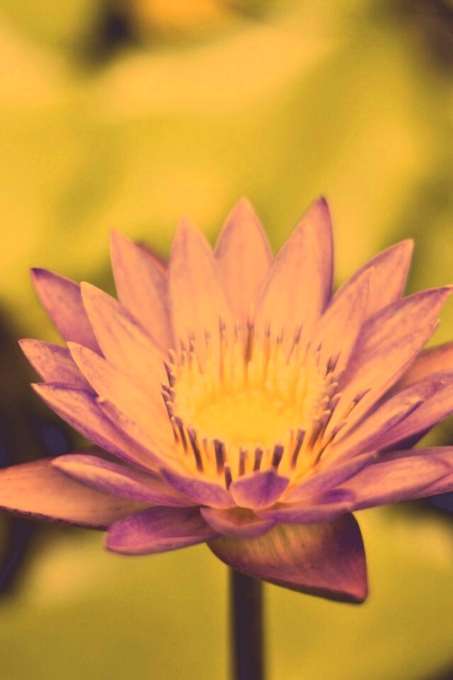 Фиолетовый цветок обои