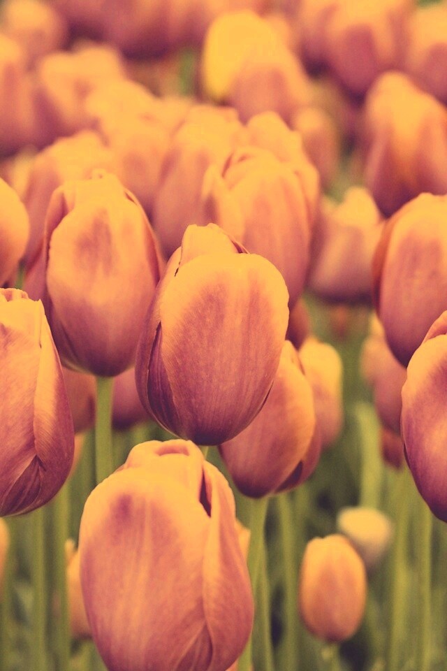 Море розовых тюльпанов обои