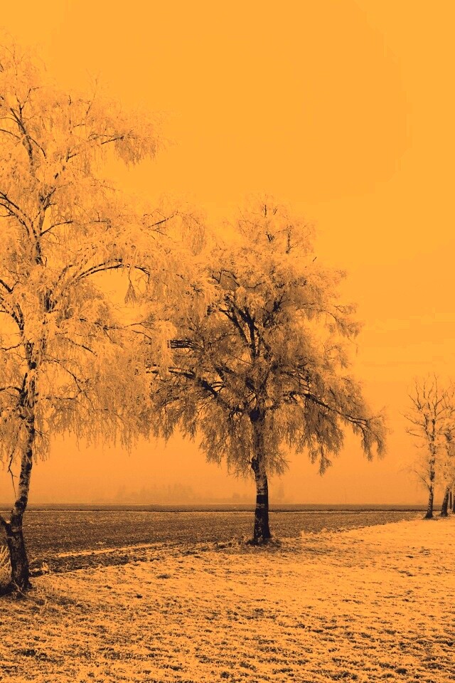 Первый снег обои