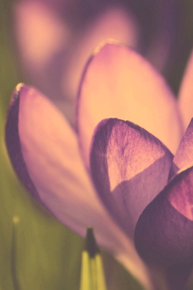 Фиолетовый крокус обои