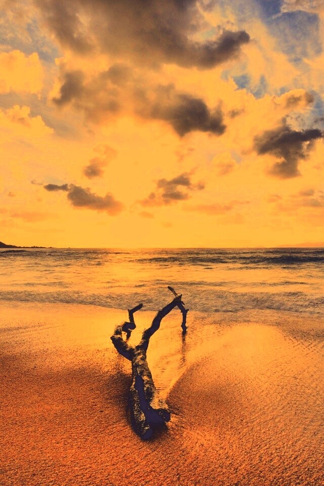 Коряга на пляже обои