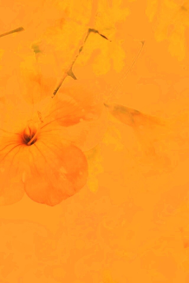 Цветочное настроение обои