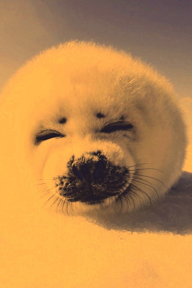 Тюлень-колобок обои