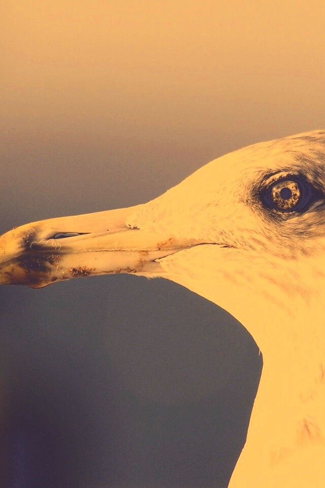 Птичка с длинным клювом обои