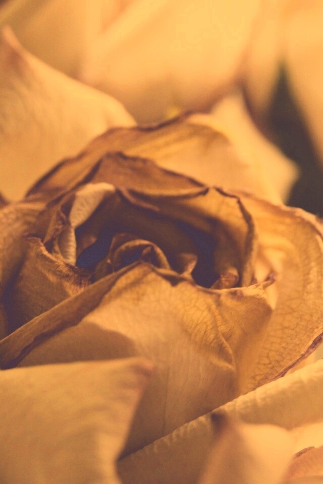 Увядающая роза обои