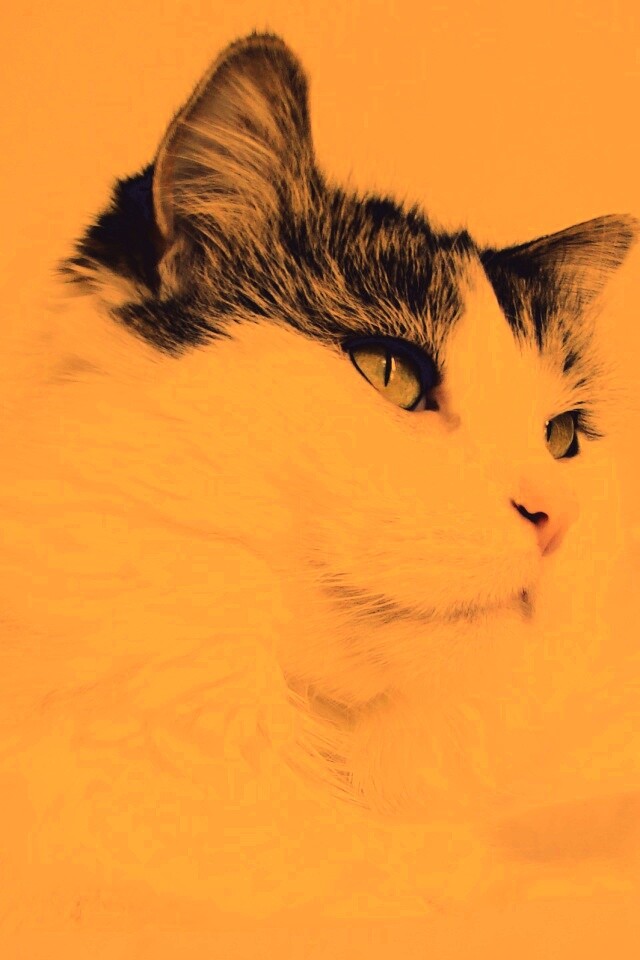 Белый кот с серой макушкой обои