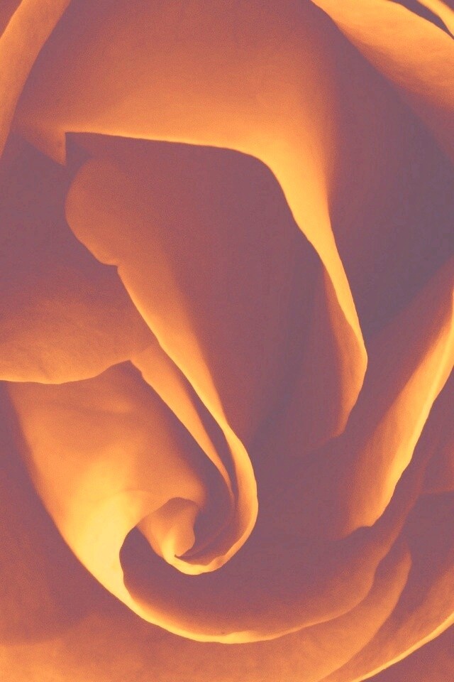 Макро фотка бутона обои