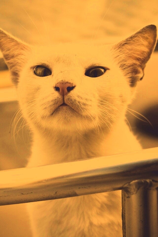 Настороженно принюхивающийся кот обои