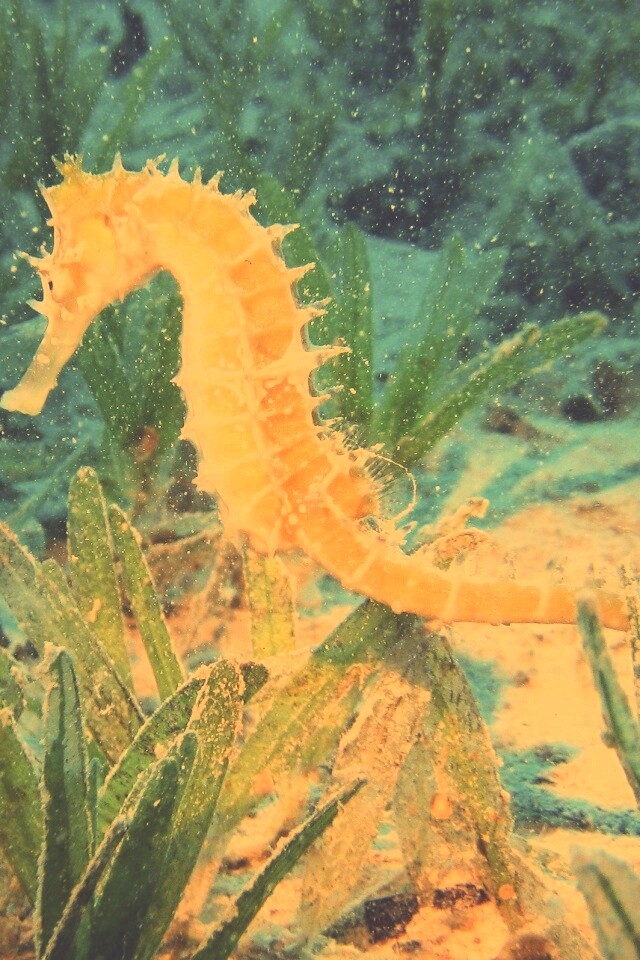 Морской конек обои