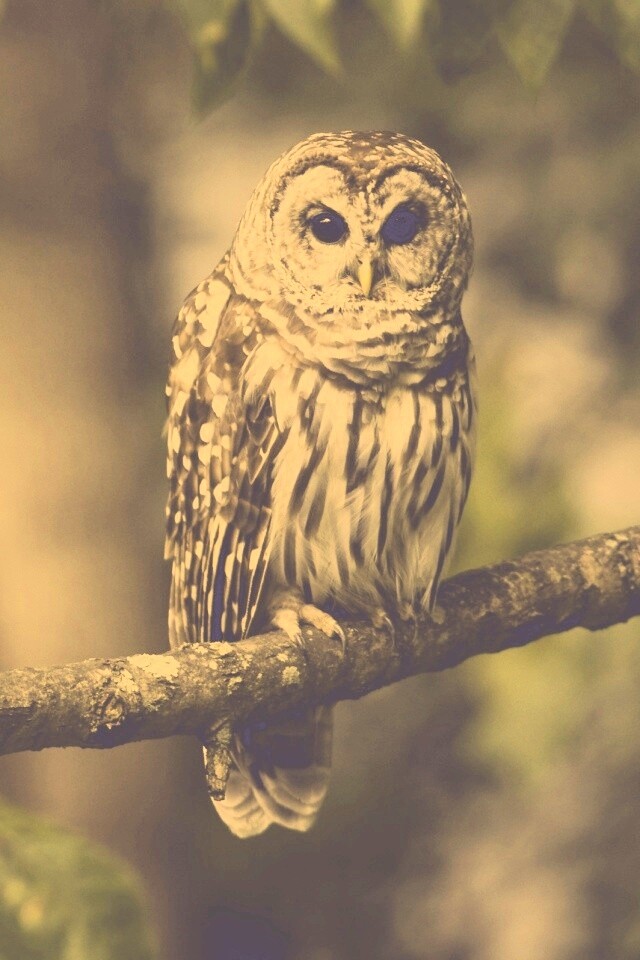 Сова на ветке обои