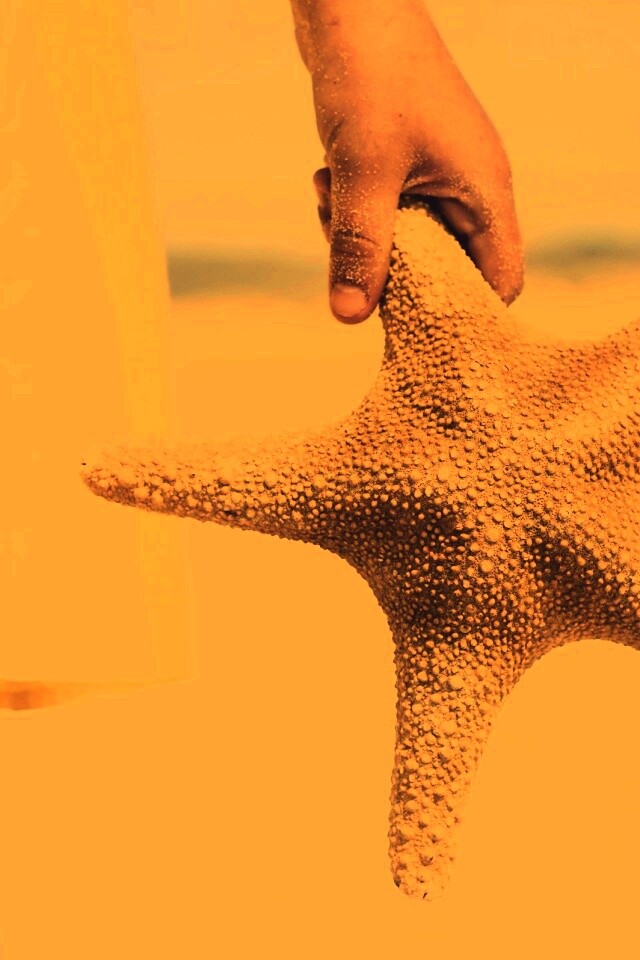 Морская звезда в руке обои