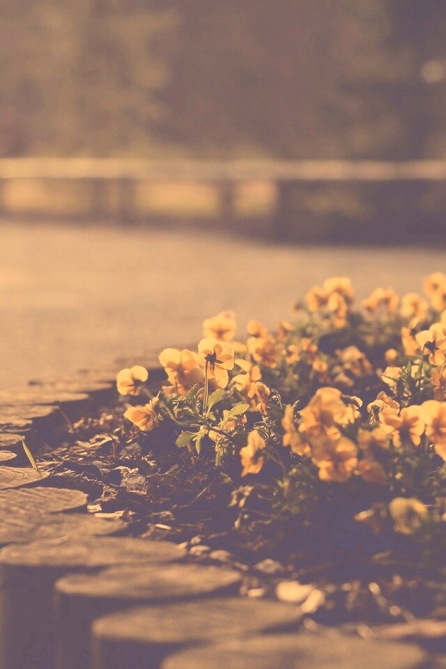 Красивая цветочная клумба обои