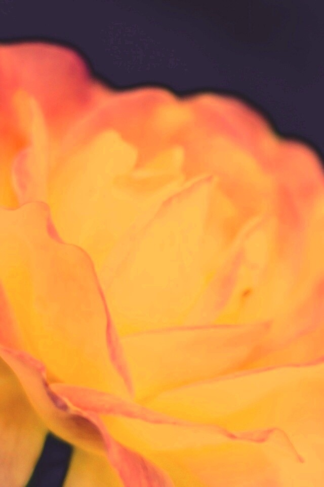 Картинка с нежным розовым цветком обои