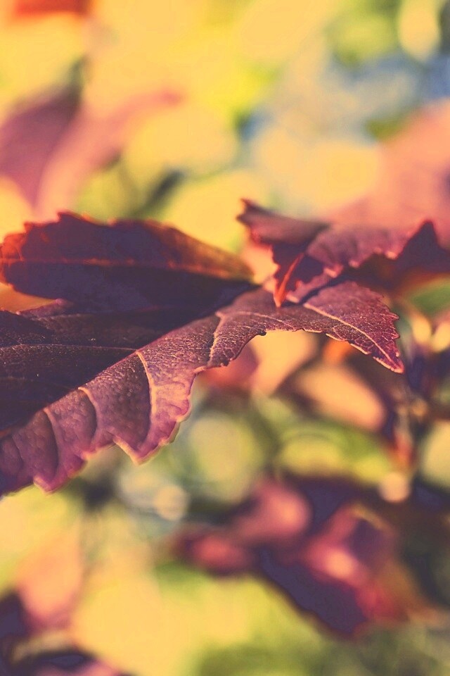 Красивые осенние листья в баговых цветах обои