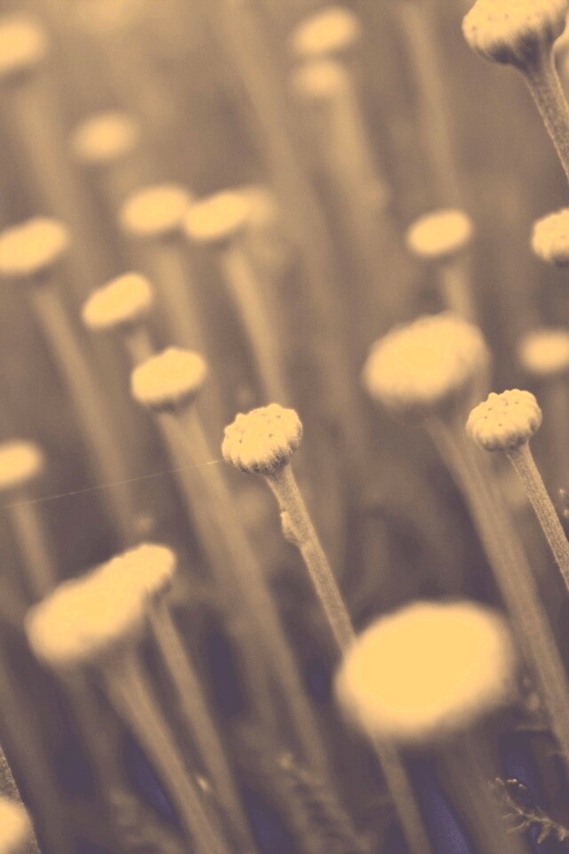 Молодые стебли обои