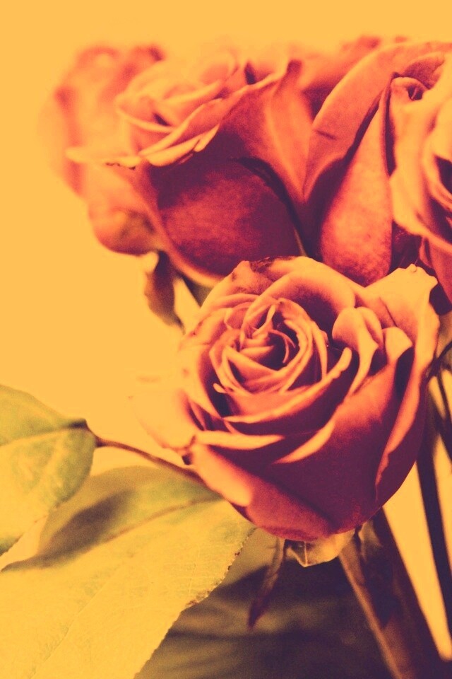 Букет розовых роз обои