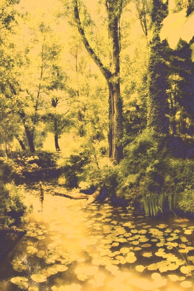 Пруд в лесу обои