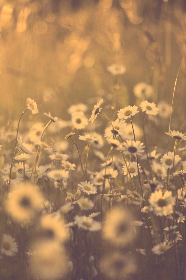 Поле ромашек обои