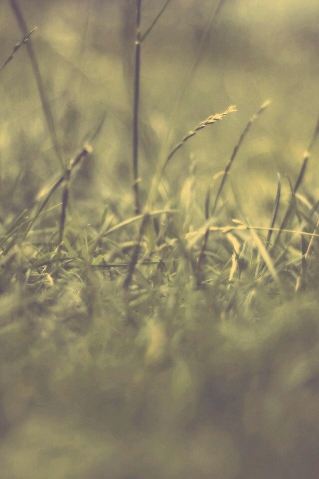 Трава в макро режиме обои