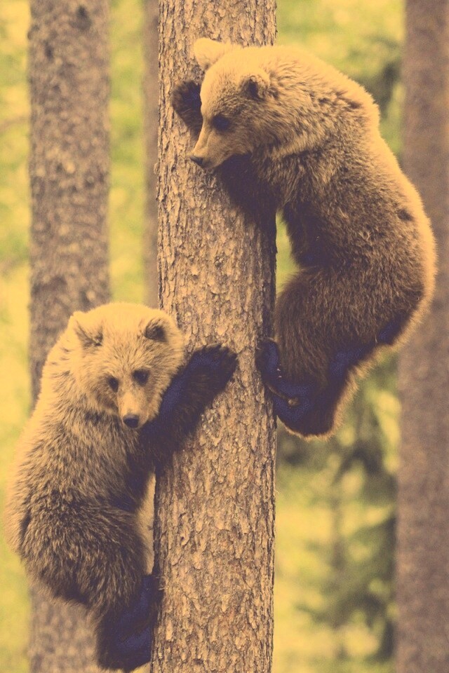 Медвежата обои