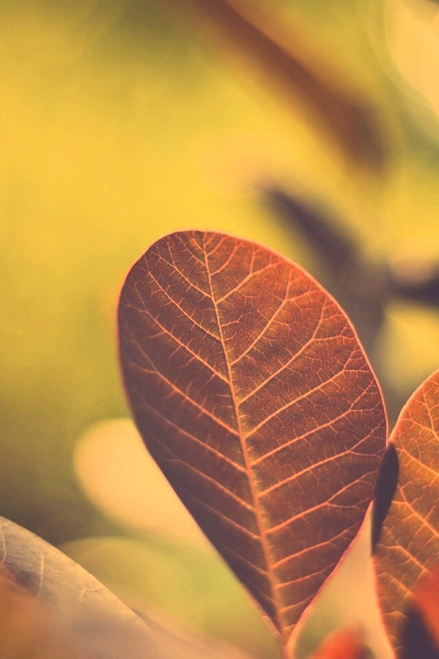 Красные листья обои