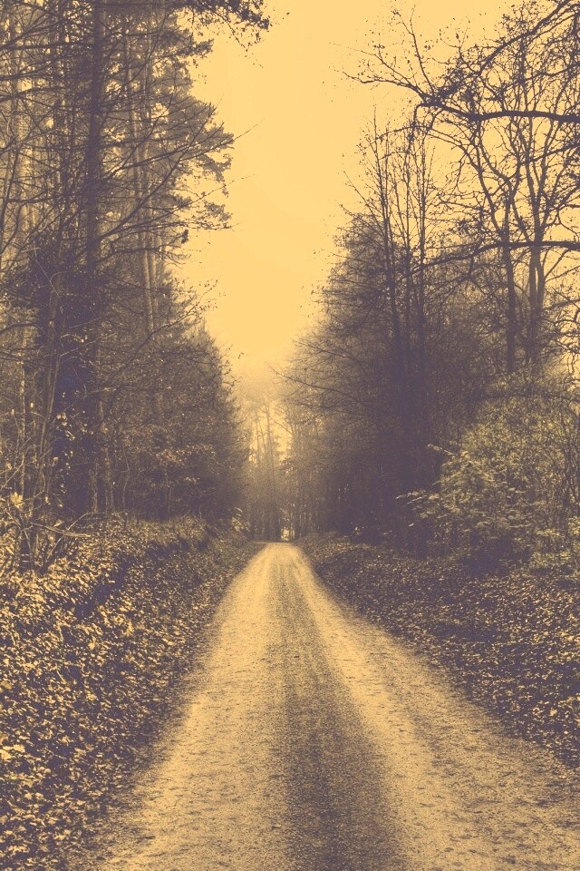 Лесная дорога обои